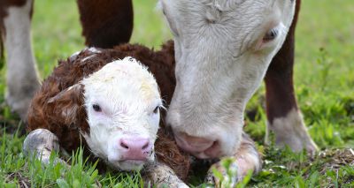Metabolic testing could improve fertility in beef herds - study